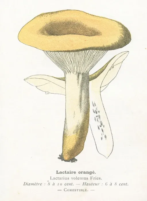 Framed Print : Saffron mushroom engraving 1895 Framed Print : Saffron mushroom engraving 1895