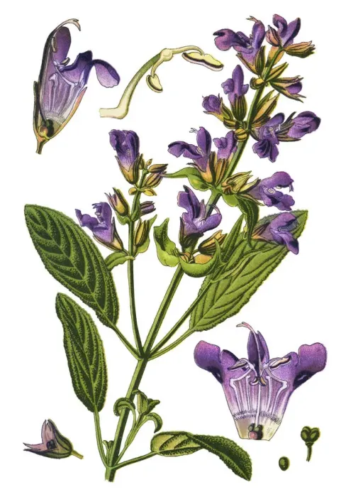 Framed Print : sage, also called garden sage, common sage, culinary sage Framed Print : sage, also called garden sage, common sage, culinary sage
