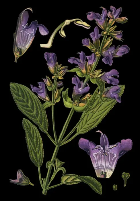 Framed Print : sage, also called garden sage, common sage, culinary sage Framed Print : sage, also called garden sage, common sage, culinary sage