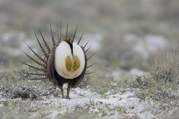 Sage Grouse (Centrocercus urophasianus) male in meadow, Steens Mountain, Oregon, USA