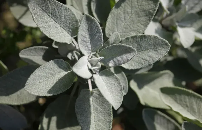 Framed Print : Sage -Salvia- Framed Print : Sage -Salvia-