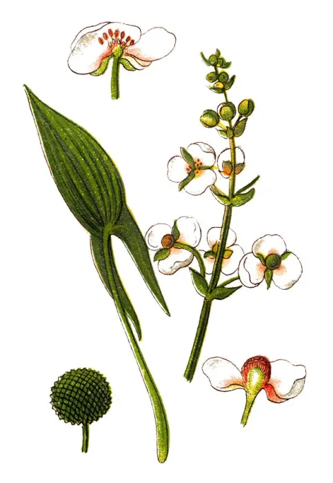 Framed Print : Sagittaria sagittifolia (arrowhead) Framed Print : Sagittaria sagittifolia (arrowhead)