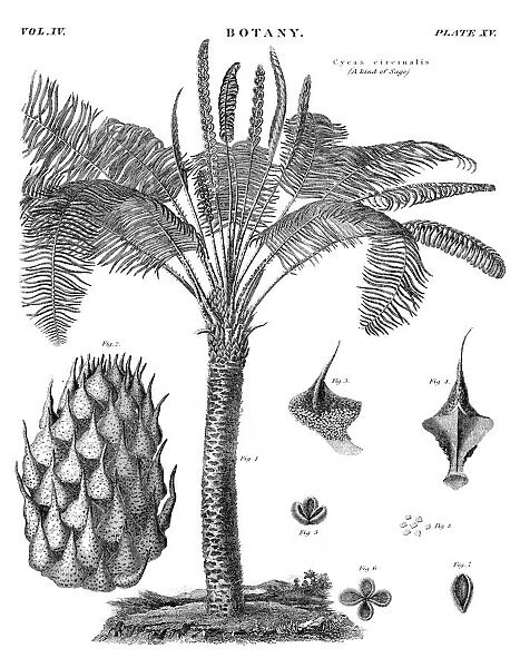 Sago palm botany engraving 1878