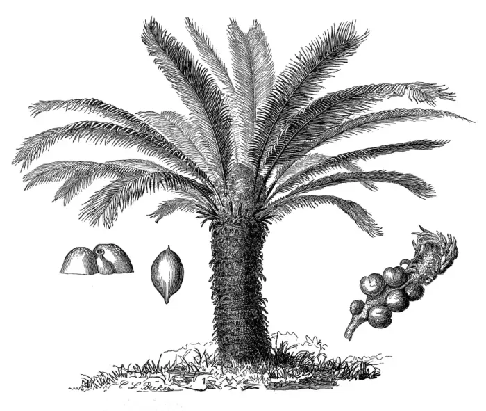 Framed Print : The Sago Palm, Cycas revoluta