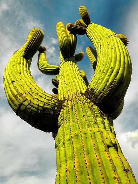 Saguaro. Low angle view of a tall mature saguaro cactus in Tuscon Arizona