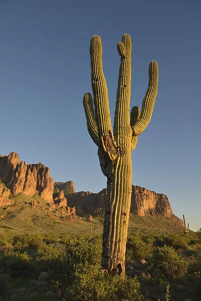 Saguaro Cactus (Carnegiea gigantean) in front of Superstition Mountains, Lost Dutchman State Park, Arizona, USA