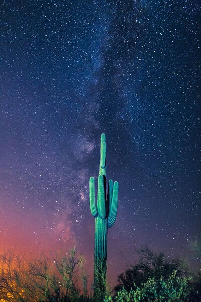 saguaro cactus and the milky way