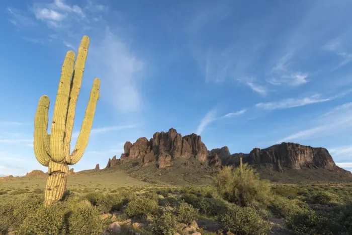 Framed Print : Saguaro (Carnegiea gigantea) in foreground of Lost Dutchman Mine State Park, Superstition Mountains, Arizona, USA Framed Print : Saguaro (Carnegiea gigantea) in foreground of Lost Dutchman Mine State Park, Superstition Mountains, Arizona, USA