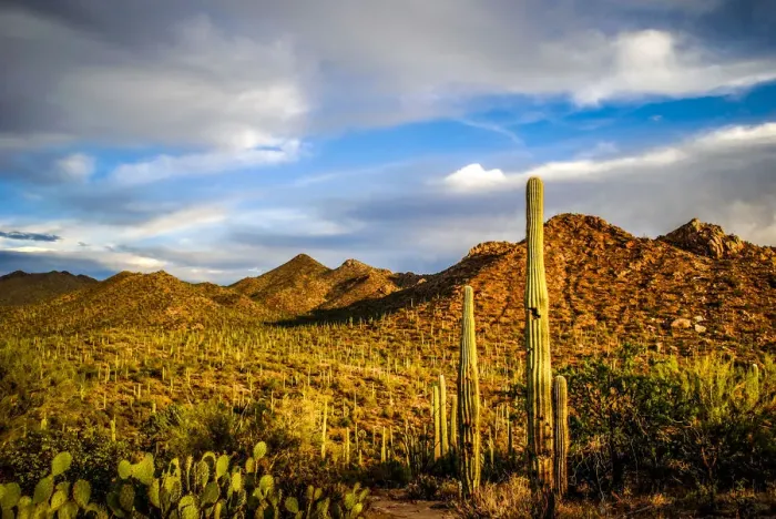 Framed Print : Saguaro National Park Framed Print : Saguaro National Park