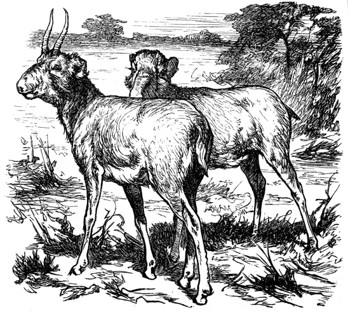 Framed Print : Saiga (Saiga tatarica)