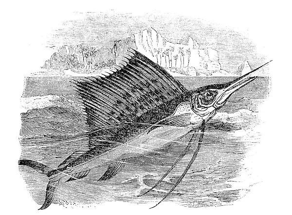 Sailfish (istiophorus gladius)