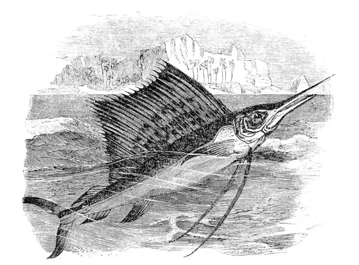 Framed Print : Sailfish (istiophorus gladius)