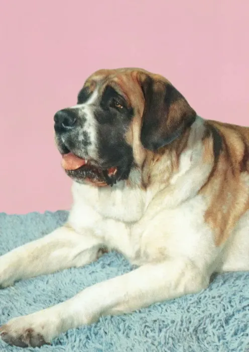 Framed Print : Saint Bernard Framed Print : Saint Bernard
