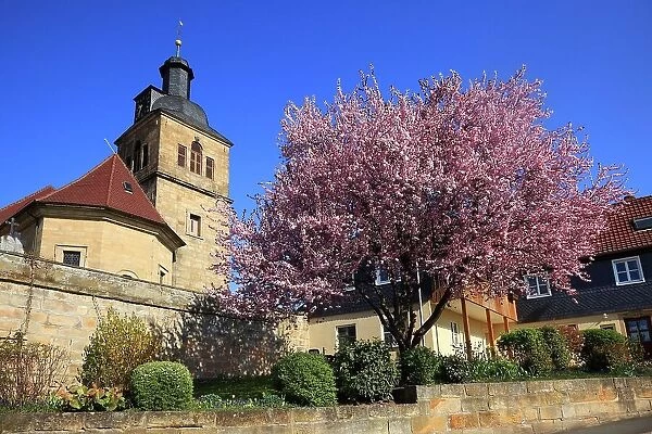 Saint Michaels Church of Mainroth, in front of it flowering Japanese ornamental cherry, Prunus serrulata, Burgkunstadt, Lichtenfels district, Upper Franconia, Bavaria, Germany