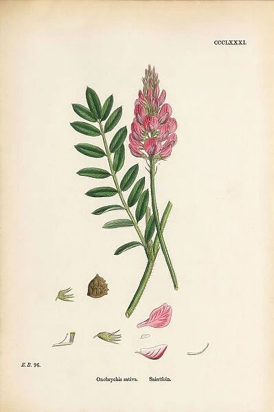 Saintfoin, Onobrychis sativa, Victorian Botanical Illustration, 1863