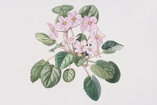 Saintpaulia, African Violet with pink flowers, elevated view