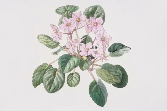 Framed Print : Saintpaulia, African Violet with pink flowers, elevated view