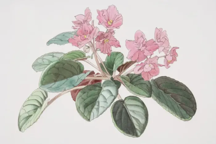 Framed Print : Saintpaulia, African Violet with pink flowers Framed Print : Saintpaulia, African Violet with pink flowers