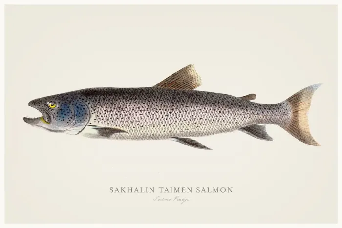 Framed Print : Sakhalin taimen salmon illustration 1856 Framed Print : Sakhalin taimen salmon illustration 1856