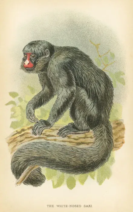 Framed Print : Saki monkey primate 1894