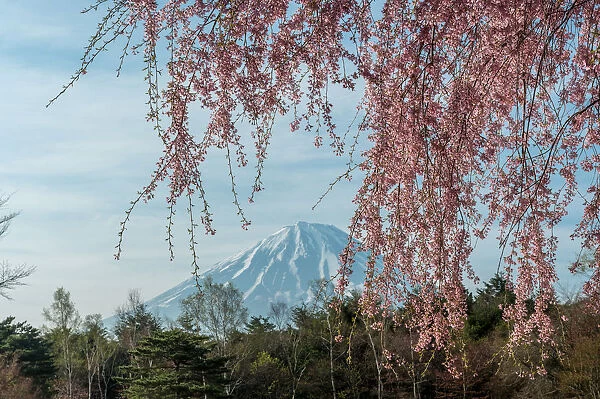 Sakura and Fuji