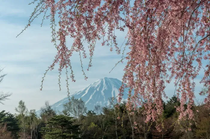Framed Print : Sakura and Fuji Framed Print : Sakura and Fuji