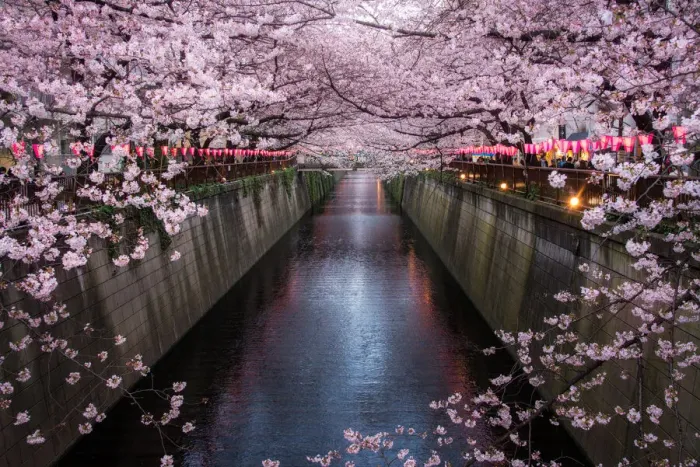 Framed Print : Sakura at Meguro