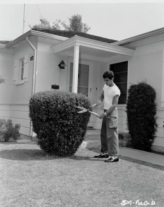 Framed Print : Sal Mineo. American actor Sal Mineo (1939 - 1976) trims a hedge in his front garden, 1957 Framed Print : Sal Mineo. American actor Sal Mineo (1939 - 1976) trims a hedge in his front garden, 1957