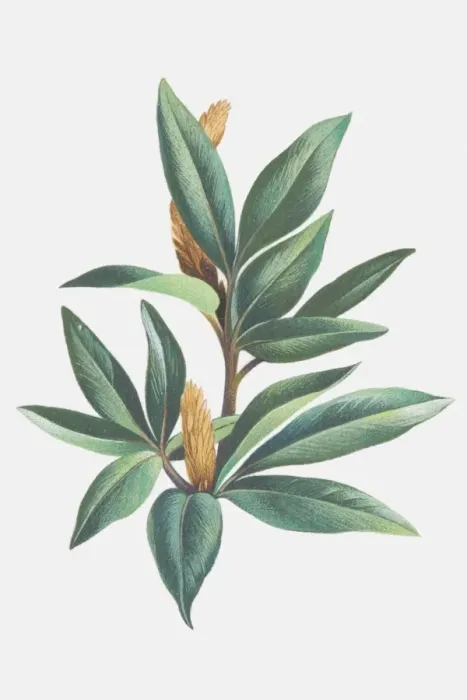 Framed Print : Salix herbacea, Dwarf Willow, leafy sprig and catkins Framed Print : Salix herbacea, Dwarf Willow, leafy sprig and catkins
