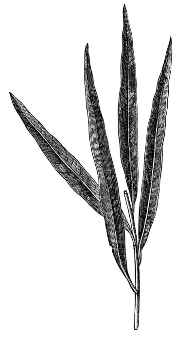 Framed Print : Salix viminalis, the basket willow, common osier or osier