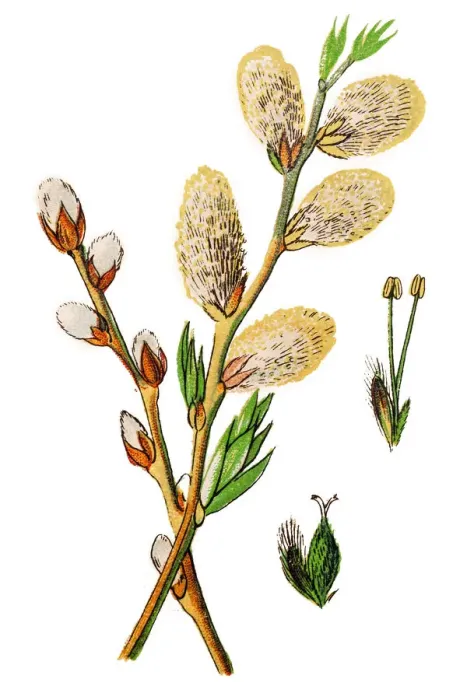 Framed Print : Salix viminalis, the basket willow, common osier or osier Framed Print : Salix viminalis, the basket willow, common osier or osier