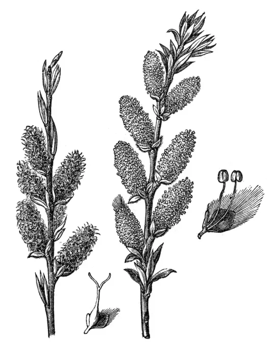 Framed Print : Salix viminalis (osier) Framed Print : Salix viminalis (osier)