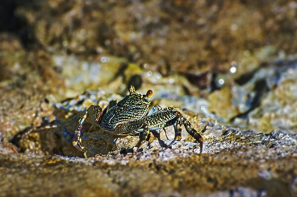Sally-light-foot crab -Grapsus albolineatus-, Wakatobi Dive Resort, Sulawesi, Indonesia