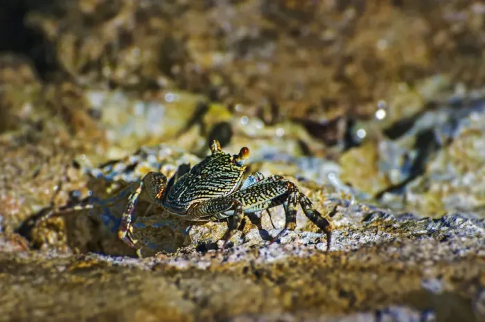 Framed Print : Sally-light-foot crab -Grapsus albolineatus-, Wakatobi Dive Resort, Sulawesi, Indonesia Framed Print : Sally-light-foot crab -Grapsus albolineatus-, Wakatobi Dive Resort, Sulawesi, Indonesia
