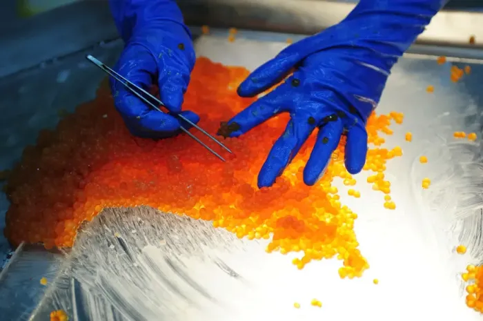 Framed Print : Salmon caviar, Russian specialty, bad salmon eggs are sorted out by hand, Kamchatka Peninsula, Russia Framed Print : Salmon caviar, Russian specialty, bad salmon eggs are sorted out by hand, Kamchatka Peninsula, Russia