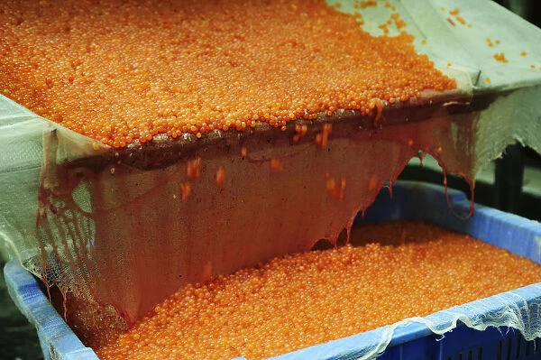 Salmon caviar, Russian specialty, being cleaned in a washing process, Kamchatka Peninsula, Russia