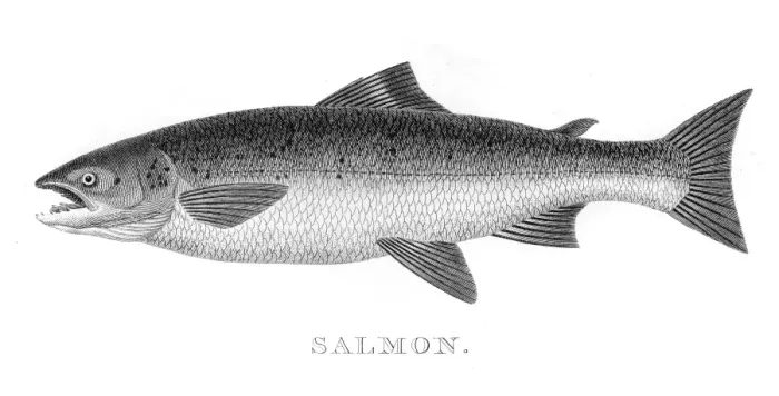 Framed Print : Salmon engraving 1812
