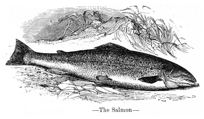 Framed Print : Salmon engraving 1878 Framed Print : Salmon engraving 1878
