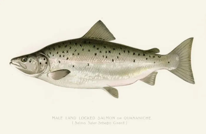 Framed Print : Salmon illustration 1896 Framed Print : Salmon illustration 1896