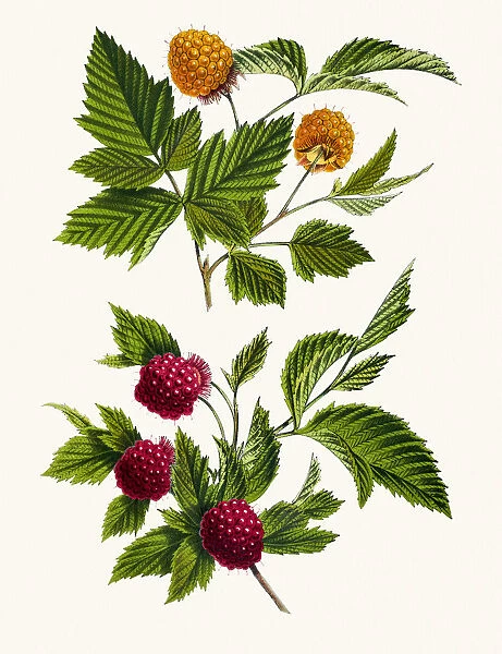 Salmonberry 19th century illustration
