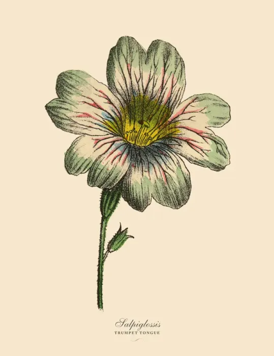 Framed Print : Salpiglossis and Trumpet Tongue Plants, Victorian Botanical Illustration Framed Print : Salpiglossis and Trumpet Tongue Plants, Victorian Botanical Illustration