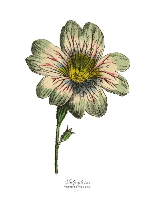 Framed Print : Salpiglossis and Trumpet Tongue Plants, Victorian Botanical Illustration Framed Print : Salpiglossis and Trumpet Tongue Plants, Victorian Botanical Illustration
