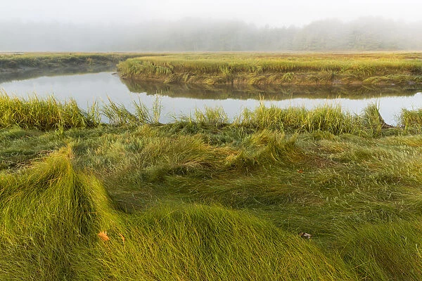 Salt marsh along York River, Smelt Brook Preserve, York, Maine, USA