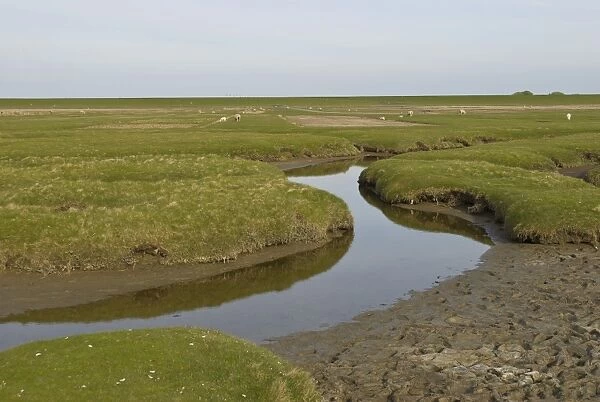 Salt marshes behind the dykes at Westerhever with drainage ditches in front and dyke in the rear, Schleswig-Holstein, Northern Friesland, Germany, Europe