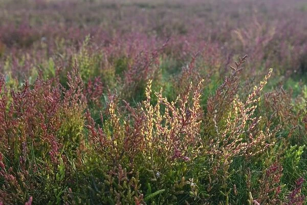 Salt meadow with glasswort -Salicornia europaea-, Vlieland, province of North Holland, The Netherlands