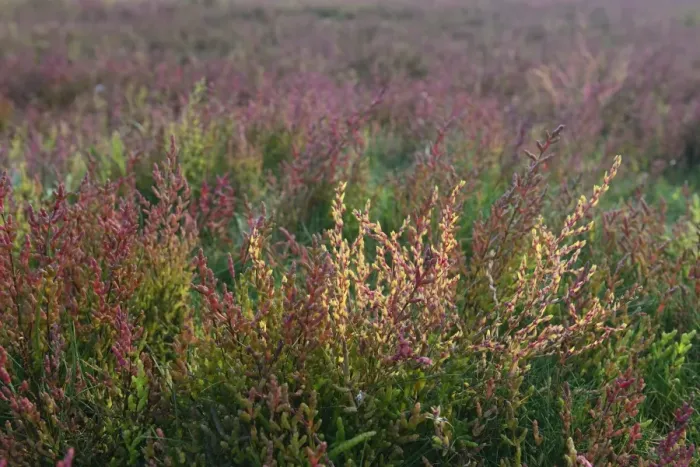 Framed Print : Salt meadow with glasswort -Salicornia europaea-, Vlieland, province of North Holland, The Netherlands Framed Print : Salt meadow with glasswort -Salicornia europaea-, Vlieland, province of North Holland, The Netherlands