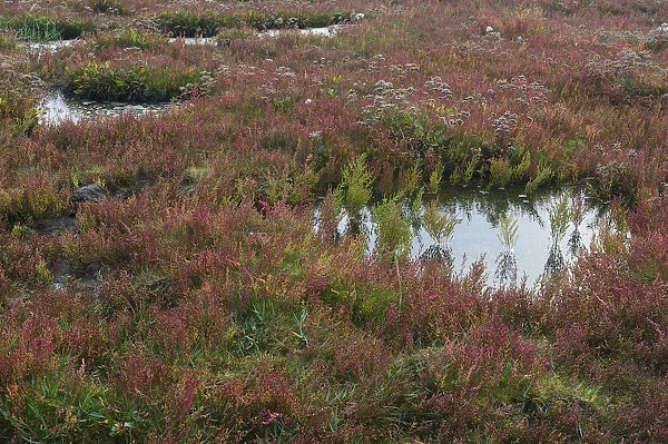 Salt meadow with glasswort -Salicornia europaea- and sea lavender -Limonium vulgare-, Vlieland, province of North Holland, The Netherlands