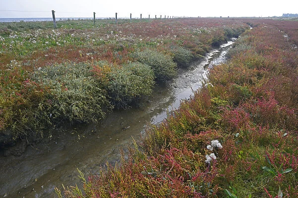 Salt meadow with glasswort -Salicornia europaea- and sea aster -Tripolium pannonicum-, Vlieland, province of North Holland, The Netherlands