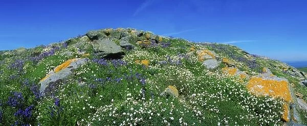 Saltee Islands, County Wexford, Ireland, Rocks And Wildflowers