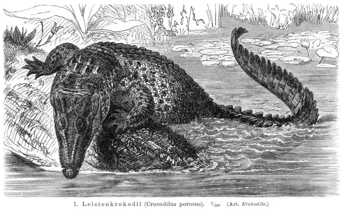 Framed Print : Saltwater crocodile engraving 1896